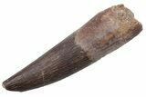 Fossil Plesiosaur (Zarafasaura) Tooth - Morocco #224419-1